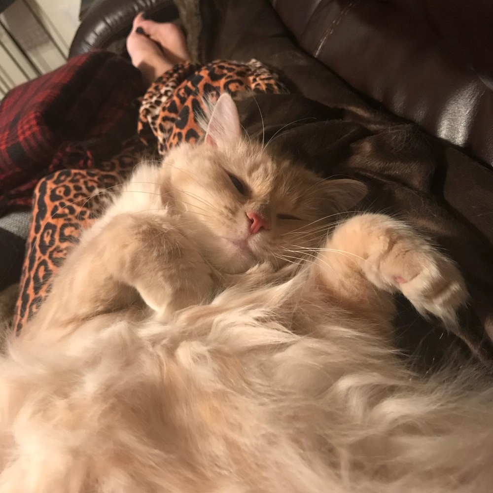 Meet your Posher, Allison